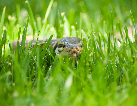A snake